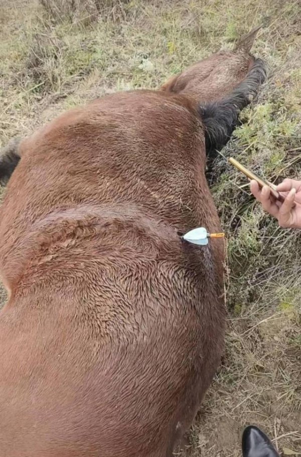 中证所 多地发生动物遭热成像无人机投箭射杀事件，记者调查